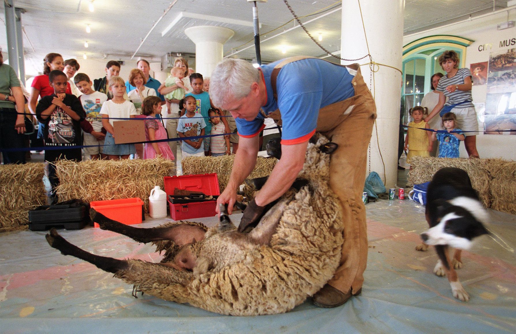 Sheep-shearing demonstration at City Museum